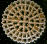 Characteristic image